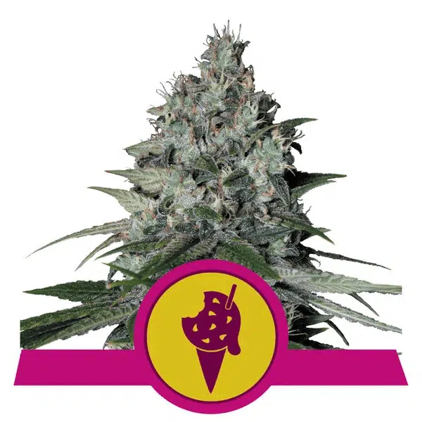 ROYAL QUEEN SEEDS - COOKIES GELATO STRAIN - FEM PHOTO