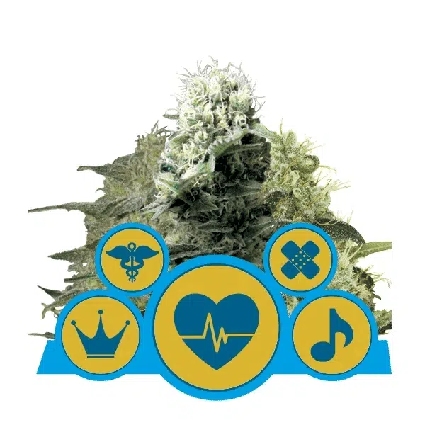 ROYAL QUEEN SEEDS - CBD MIX STRAIN - FEM PHOTO