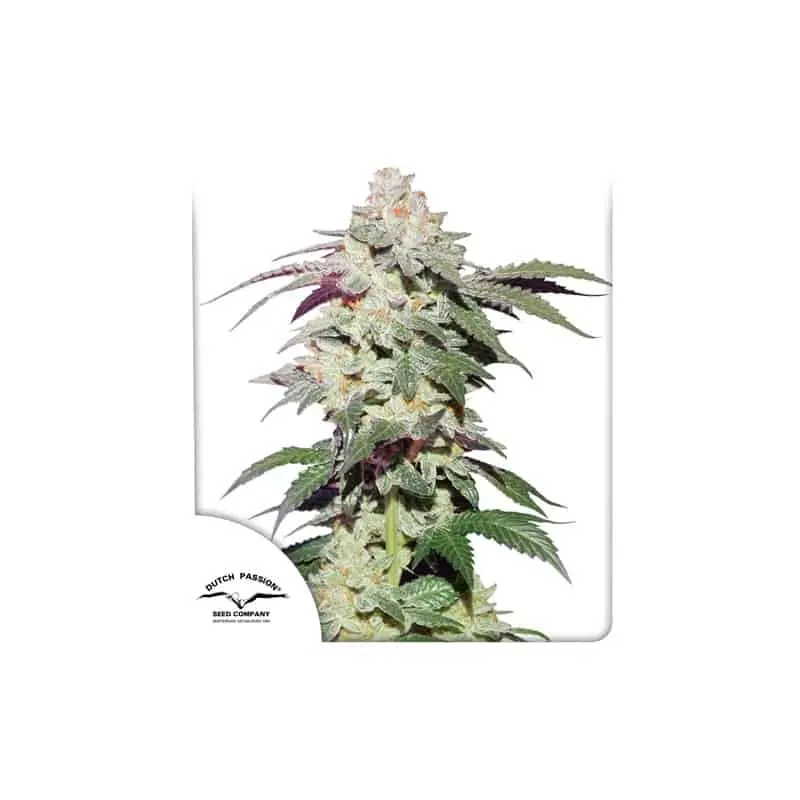 Skywalker Haze | Dutch Passion | FEM Photoperiod Seeds