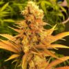 JINXPROOF GENETICS - PROBLEM CHILD F2 STRAIN - REG PHOTO - 12 PACK - Image 6