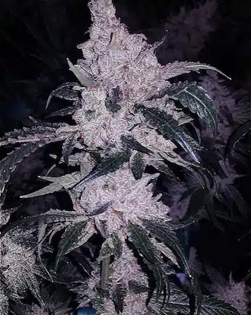Headband Cookies BX1 | Ethos Genetics | REG Photoperiod Seeds
