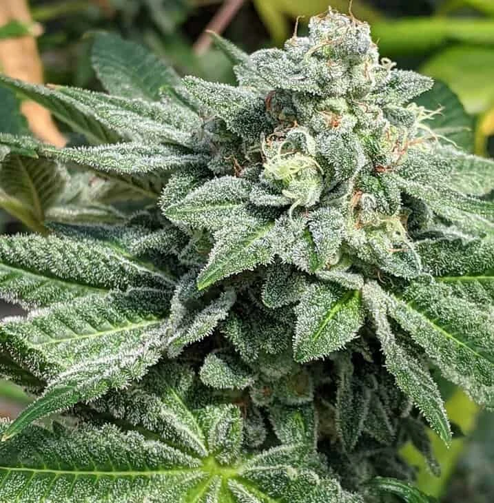 TWENTY20 MENDOCINO – MADE OF HONOR STRAIN – FEM PHOTO
