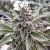 IN HOUSE GENETICS - PLATINUM GARLIC STRAIN - FEM PHOTO - Image 2