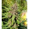 DUTCH PASSION - PURPLE #1 - FEM PHOTO - Image 4
