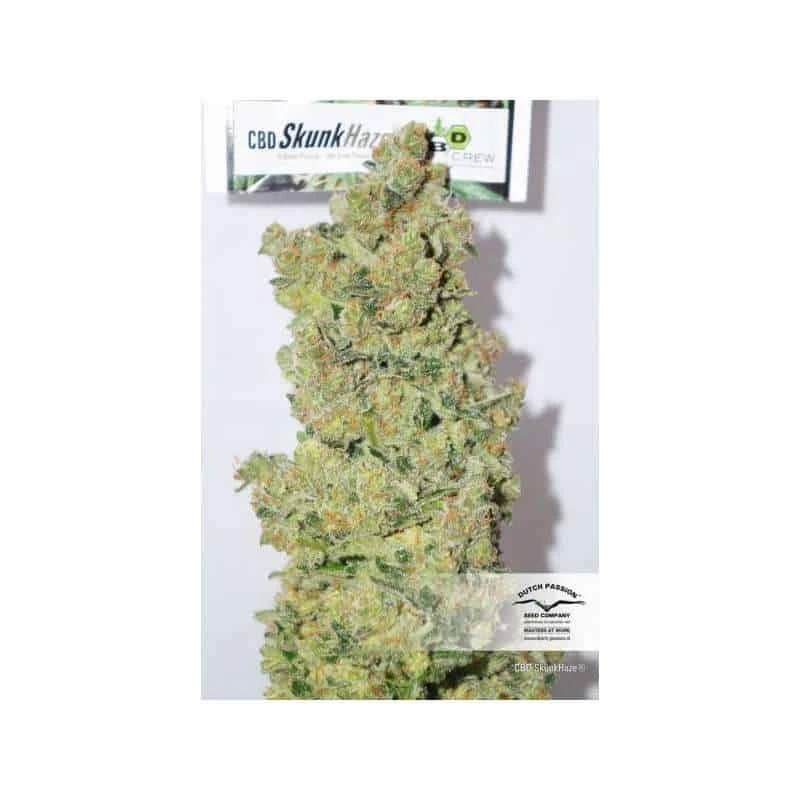 CBD Skunk Haze