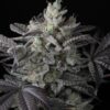 TWENTY20 MENDOCINO - CALI COUTURE STRAIN - FEM PHOTO - Image 3