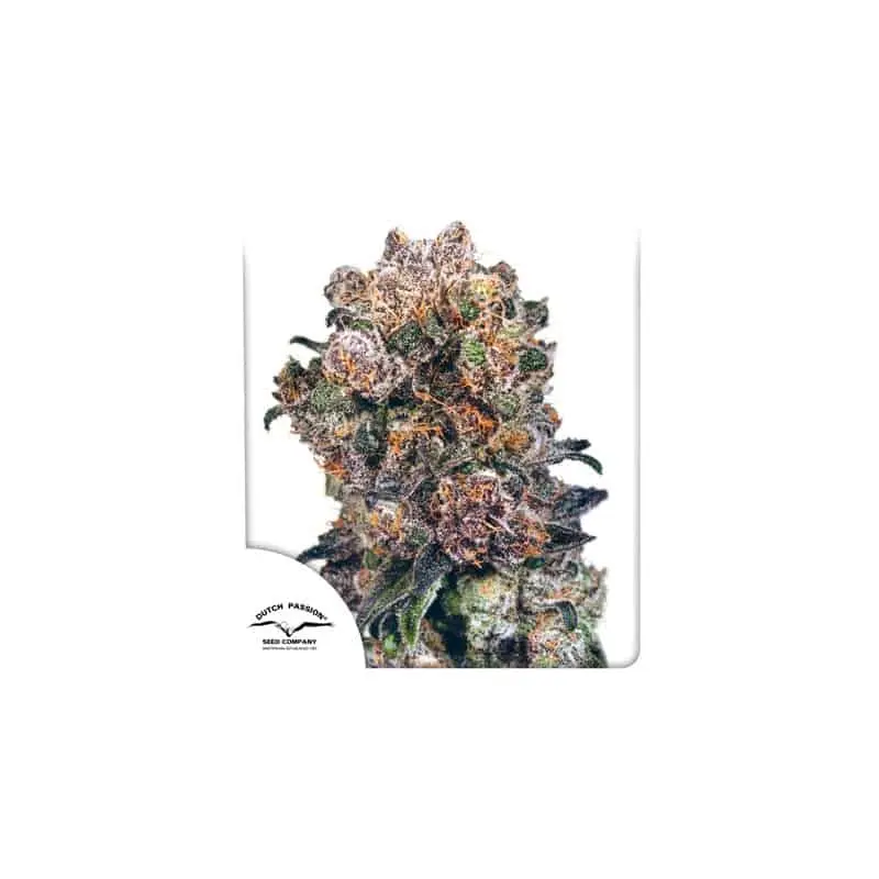 Blueberry | Dutch Passion | FEM Photoperiod Seeds