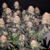 JINXPROOF GENETICS - MAIN SQUEEZE STRAIN - REG PHOTO - 12 PACK - Image 8