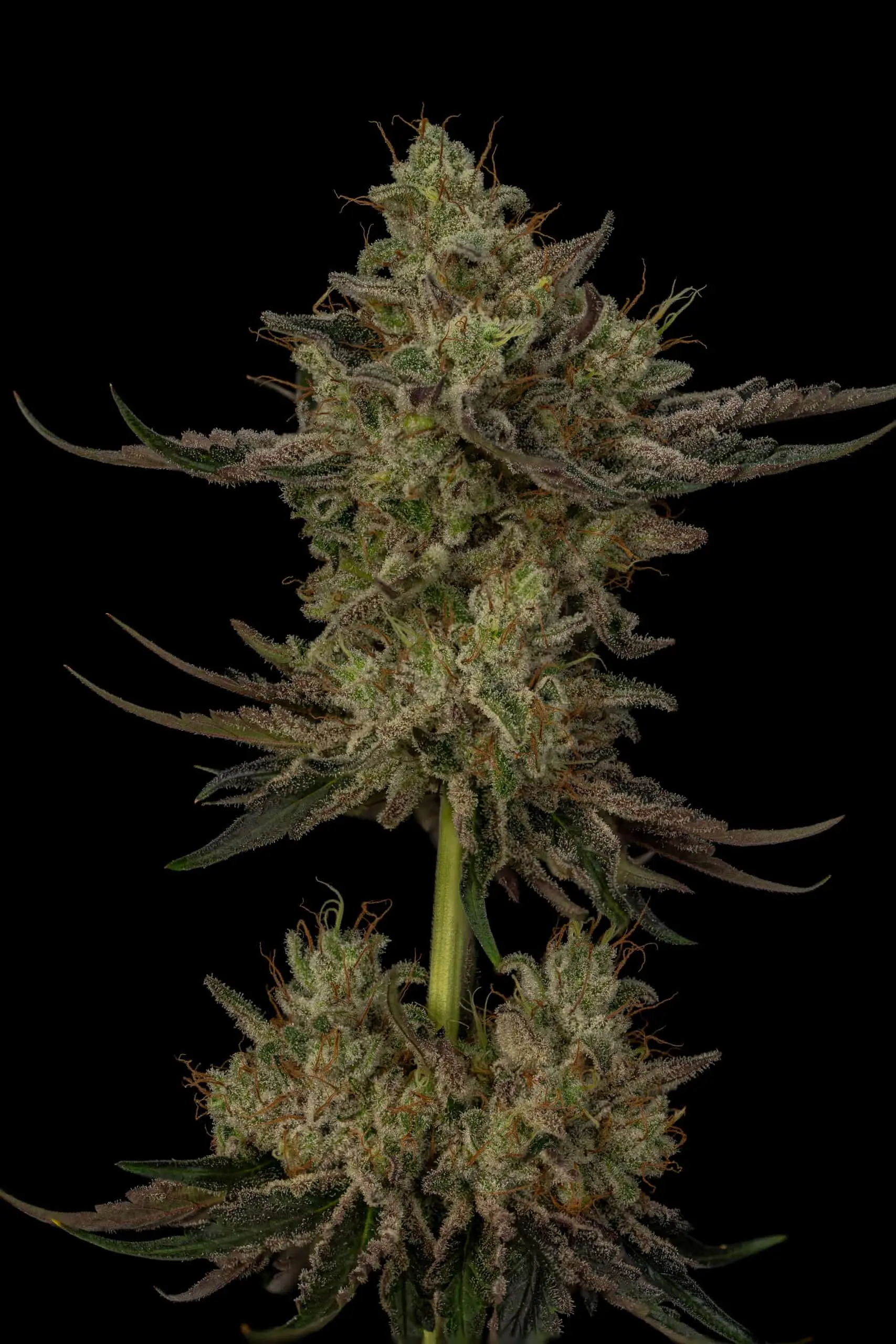 TWENTY20 - GRAN CHAMPAGNE STRAIN - FEM PHOTO