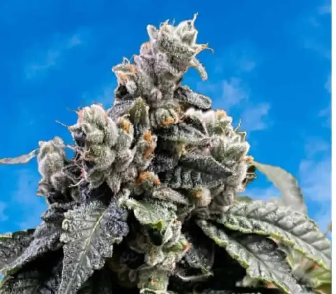 MOSCA SEEDS - DREAMZ STRAIN - FEM PHOTO - 8 PACK