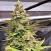 JINXPROOF GENETICS - HASHGOOBERRY F2 STRAIN - REG PHOTO - 12 PACK - Image 5