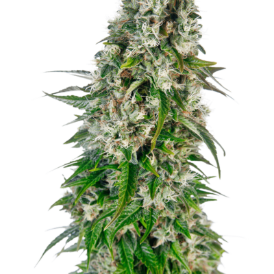 Image of a cannabis plant