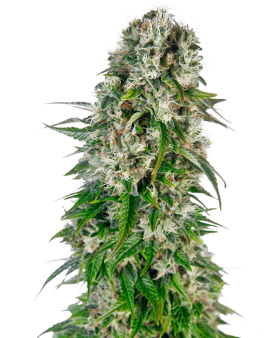 Image of a cannabis plant