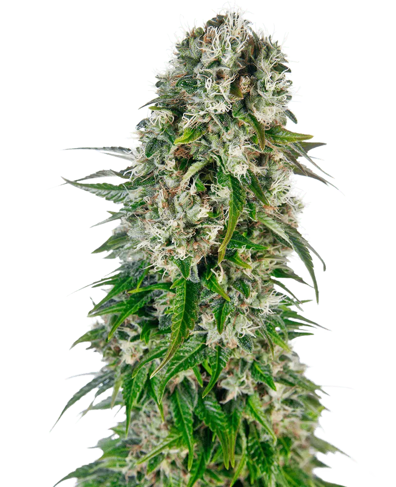 Image of a cannabis plant