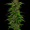 9f8225 Mv2