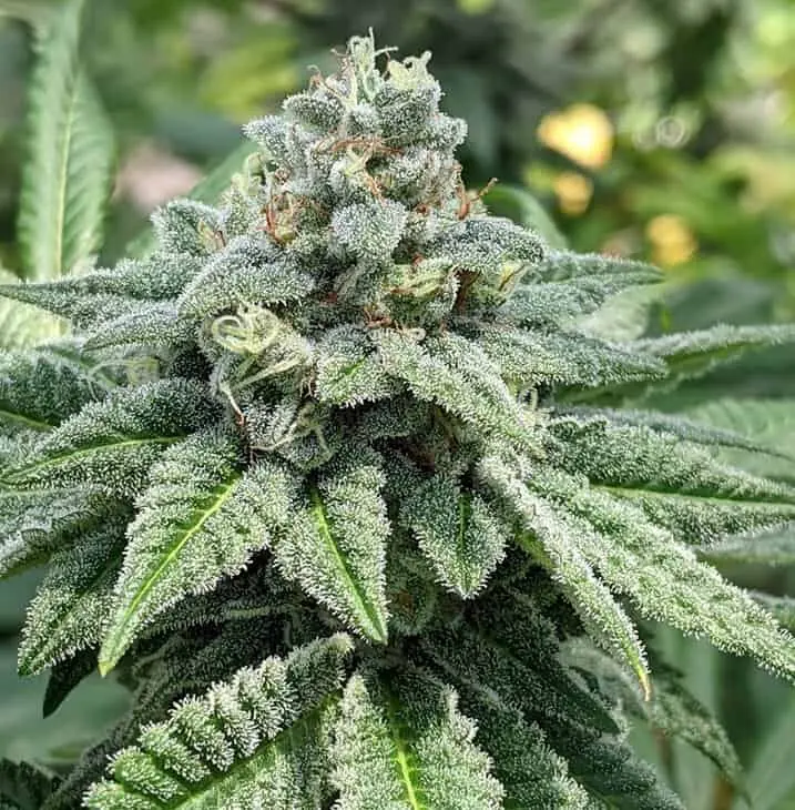 TWENTY20 MENDOCINO – MADE OF HONOR STRAIN – FEM PHOTO