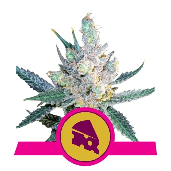 ROYAL QUEEN SEEDS - ROYAL CHEESE AUTOMATIC STRAIN - AUTO FEM