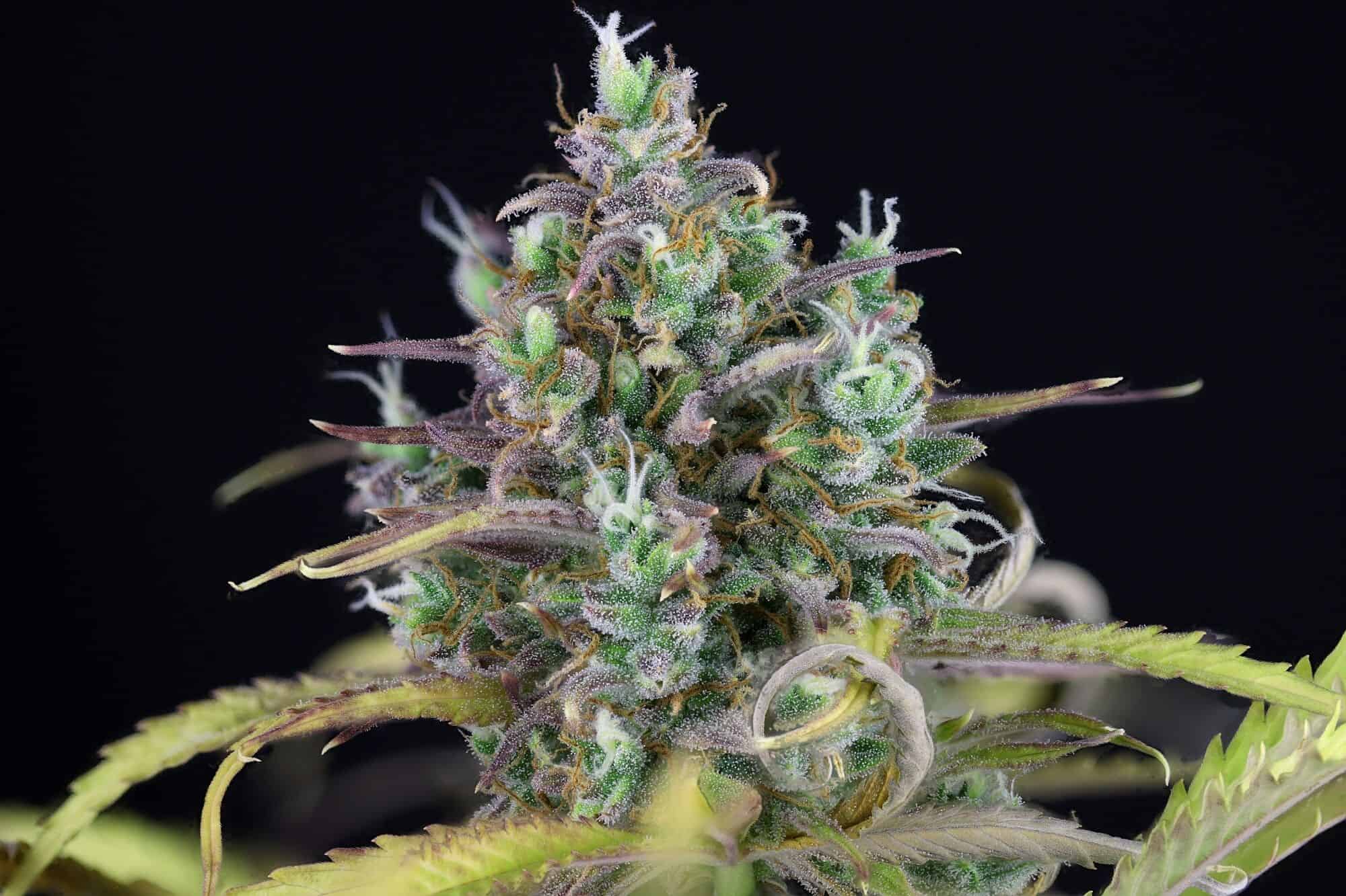 SEEDSMAN ZKITTLEZ STRAIN AUTO FEM Multiverse Beans Seed Bank