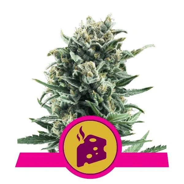 ROYAL QUEEN SEEDS - BLUE CHEESE STRAIN - FEM PHOTO