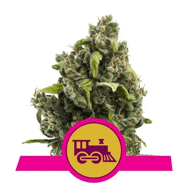 ROYAL QUEEN SEEDS - CANDY KUSH EXPRESS (FAST FLOWERING) STRAIN - FEM PHOTO