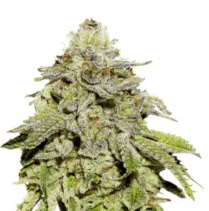 SEED STOCKERS - COOKIES AND CREAM STRAIN - FEM PHOTO