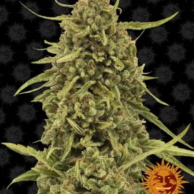 BARNEY'S FARM - WIDOW REMEDY STRAIN - REG PHOTO - 10 PACK
