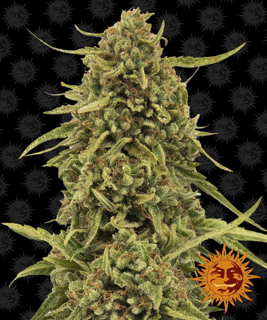 BARNEY'S FARM - WIDOW REMEDY STRAIN - REG PHOTO - 10 PACK