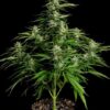 ROYAL QUEEN SEEDS - MEDUSA F1 STRAIN - AUTO FEM - Image 4