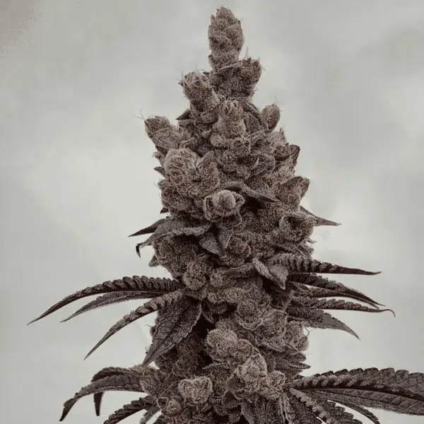 SOLFIRE GARDENS - BAHAMA BUSSDOWN STRAIN - FEM PHOTO