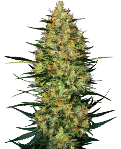 Image of a cannabis plant