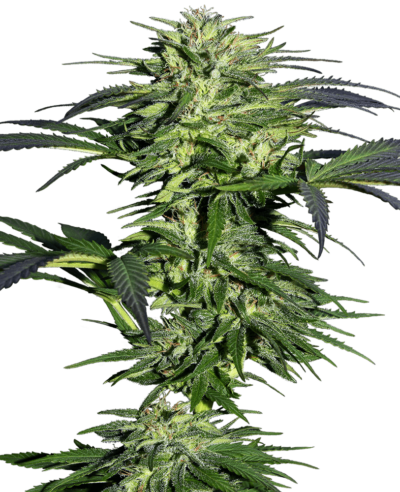 Cannabis image
