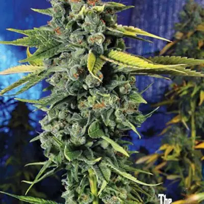 Blue Dream Haze | Cali Connection | FEM Photoperiod Seeds