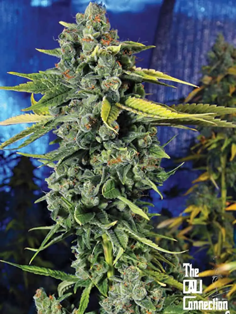 Blue Dream Haze | Cali Connection | FEM Photoperiod Seeds