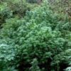 DUTCH PASSION - DURBAN POISON - FEM PHOTO - Image 5
