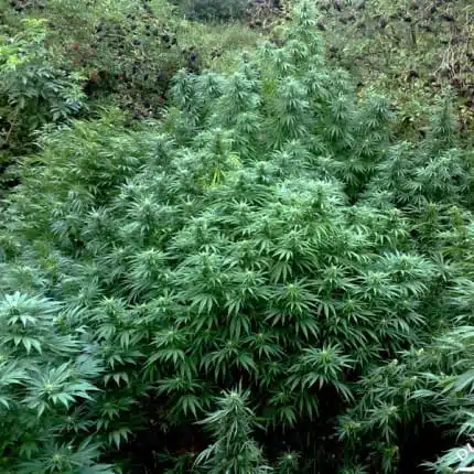 Durban Poison