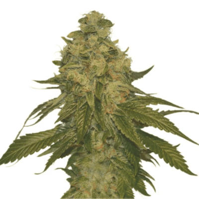 HOLLAND'S HIGH - CANDY KUSH BANANA STRAIN - AUTO FEM - 5 PACK