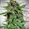 SOFEM GENETICS - BLOOD LEMON NARCOS STRAIN - AUTO FEM - 3 PACK - Image 3