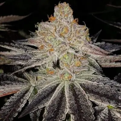 Purple Zkittlez RBX | Ethos Genetics | FEM Photoperiod Seeds