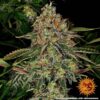 BARNEY'S FARM - TANGERINE DREAM STRAIN - AUTO FEM - Image 3