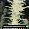 KUSH FAMILY ORIGINALS - STRAWBERRY BANANA x GHOST OG BX4 - REG PHOTO - 12 PACK - Image 3