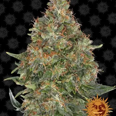 Pineapple Express Auto | Barney's Farm | FEM Autoflower Seeds