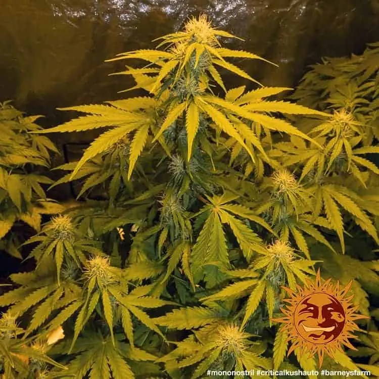 Critical Kush Auto
