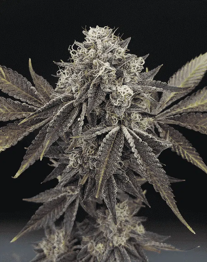 MOSCA SEEDS - RAINBOW GUSHERS STRAIN - FEM PHOTO - 6 PACK