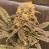 TASTEBUDZ - HASH CAKE STRAIN - FEM PHOTO - Image 4