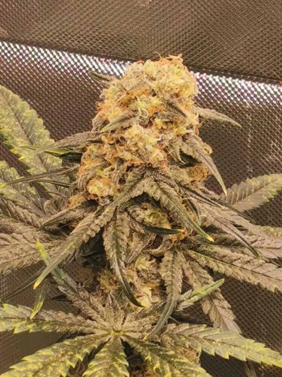 HASH CAKE STRAIN