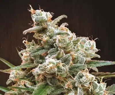 Nepal Jam | Ace Seeds | FEM Photoperiod Seeds