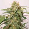 DUTCH PASSION - KEROSENE KRASH STRAIN - AUTO FEM - Image 4