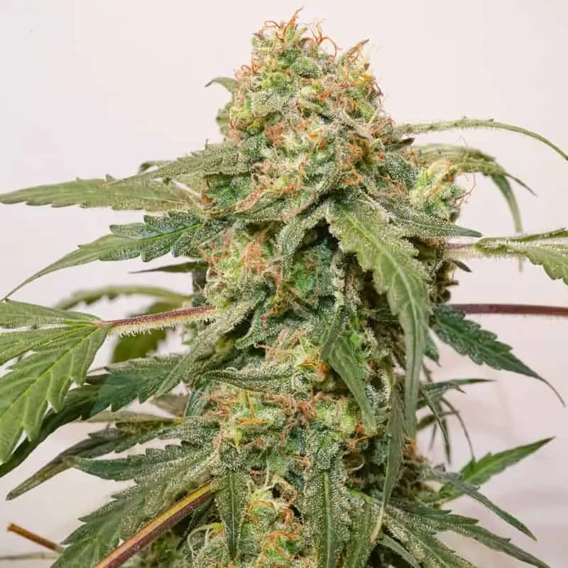 Kerosene Krash Auto