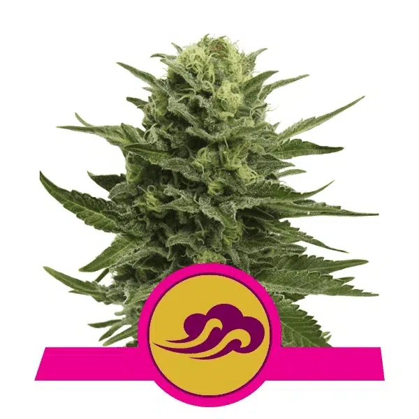 ROYAL QUEEN SEEDS - BLUE MYSTIC STRAIN - FEM PHOTO