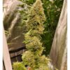 JINXPROOF GENETICS - HELL ON WHEELS STRAIN - REG PHOTO - 12 PACK - Image 9